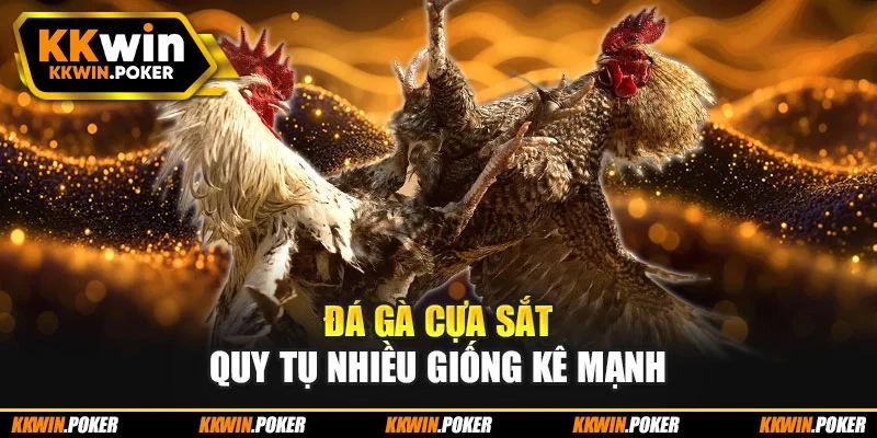 Đá gà cựa sắt quy tụ nhiều giống kê mạnh Đá gà cựa sắt quy tụ nhiều giống kê mạnh