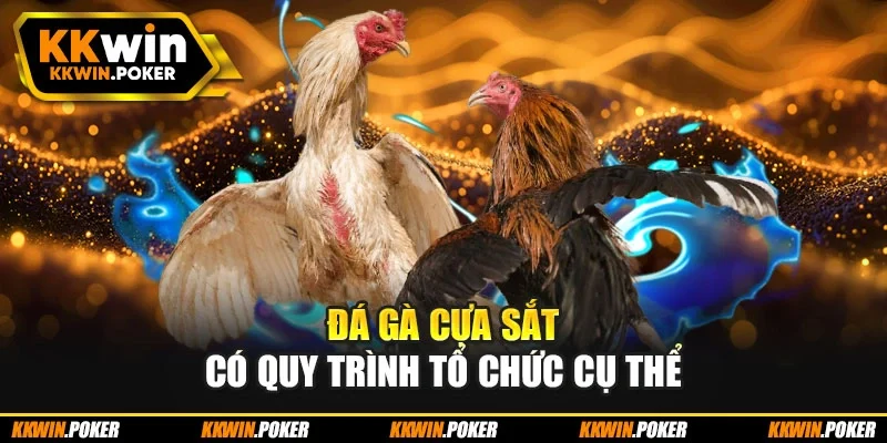 Đá gà cựa sắt có quy trình tổ chức cụ thể Đá gà cựa sắt có quy trình tổ chức cụ thể
