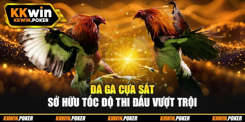 Đá gà cựa sắt sở hữu tốc độ thi đấu vượt trội Đá gà cựa sắt sở hữu tốc độ thi đấu vượt trội