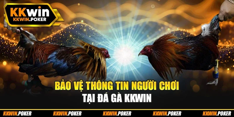 Bảo vệ thông tin người chơi tại đá gà KKWIN Bảo vệ thông tin người chơi tại đá gà KKWIN