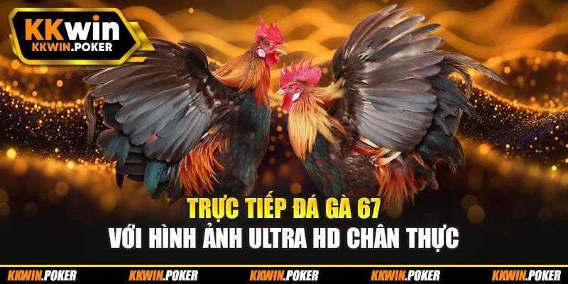 Trực tiếp đá gà 67 với hình ảnh Ultra HD chân thực